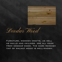 Deodar wood texture
